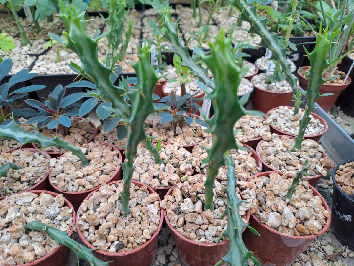 Euphorbia knuthii I | 