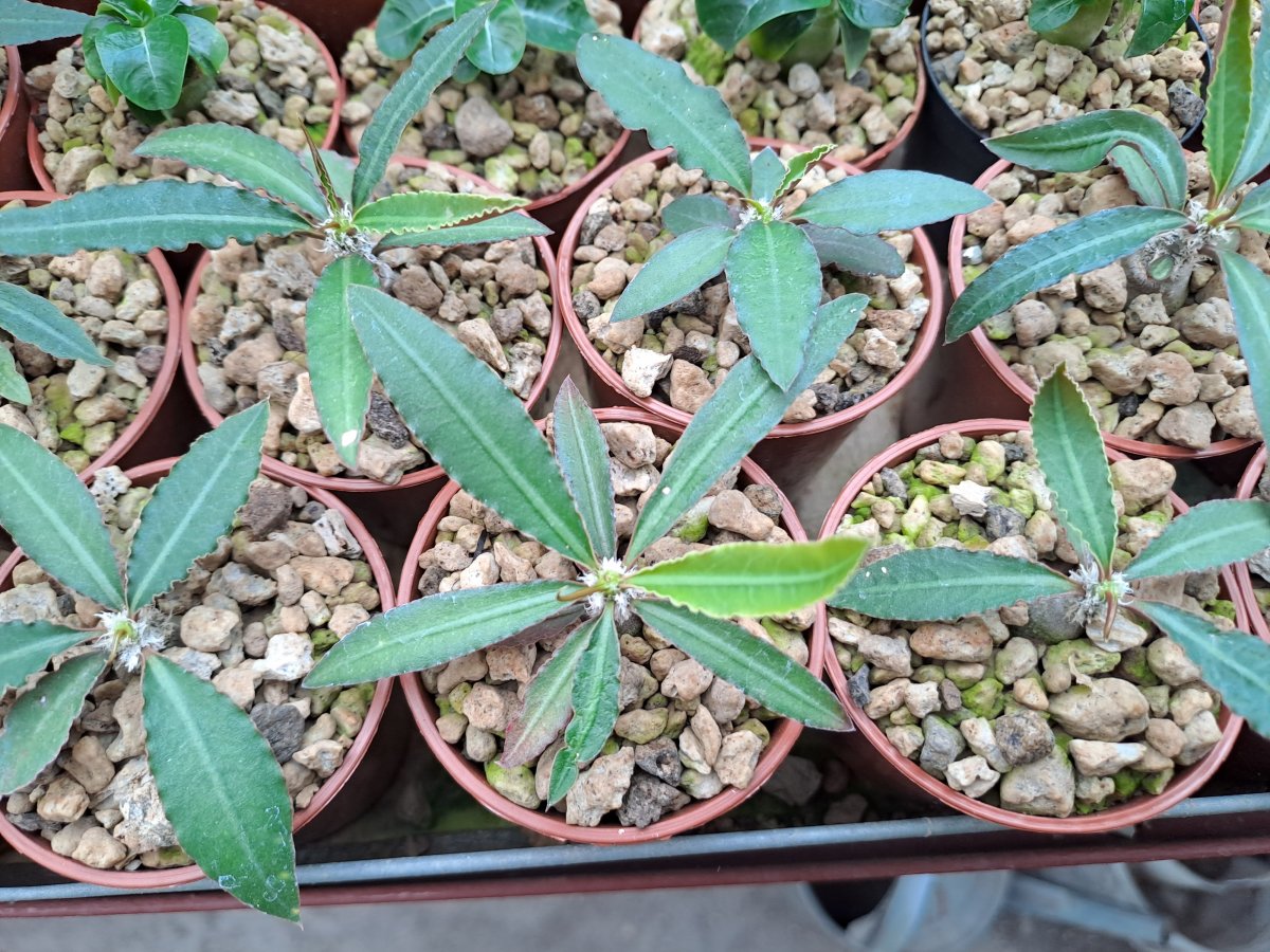 Euphorbia suzannae marnierae | 