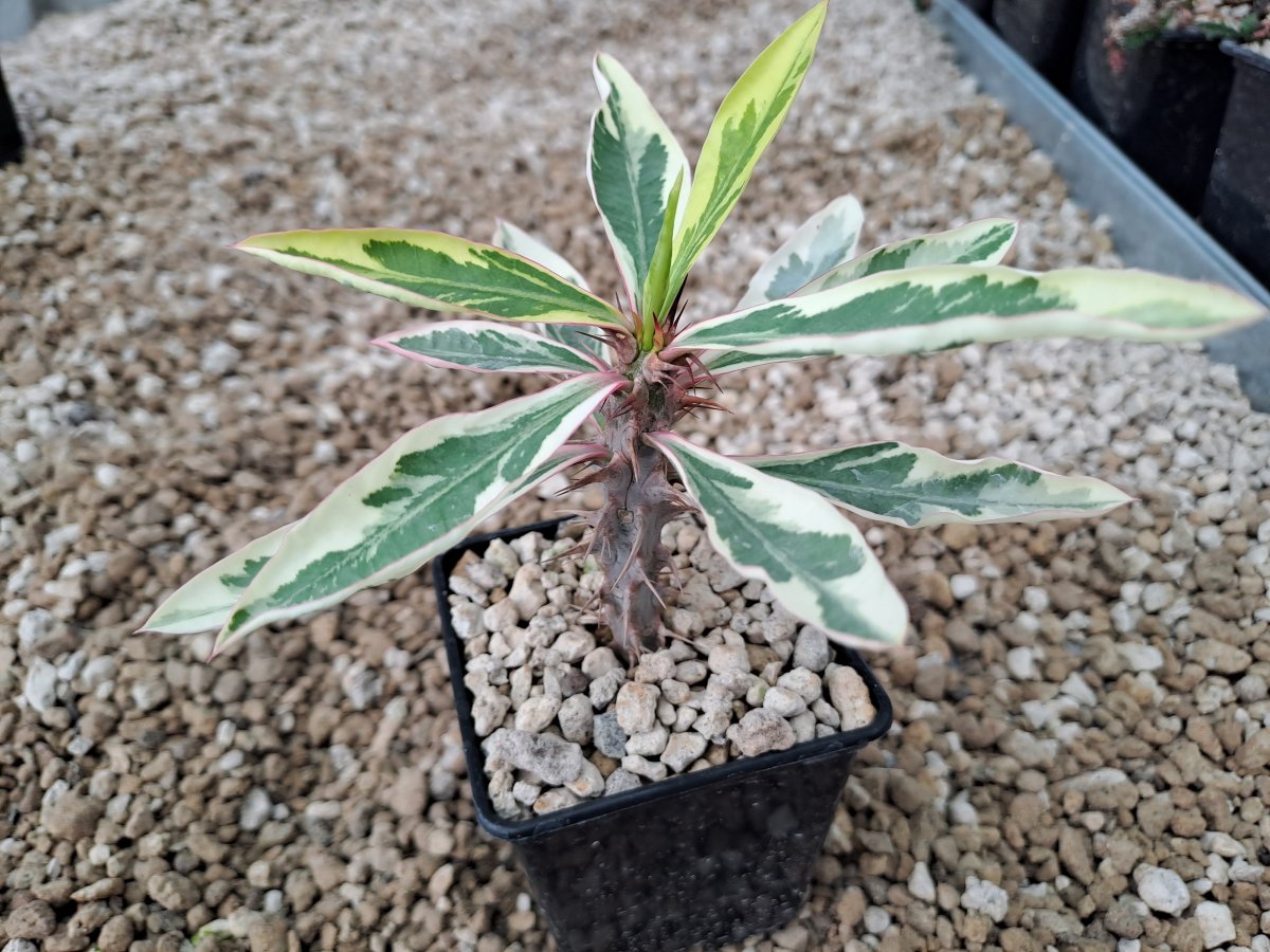 Euphorbia milli variegata I | 