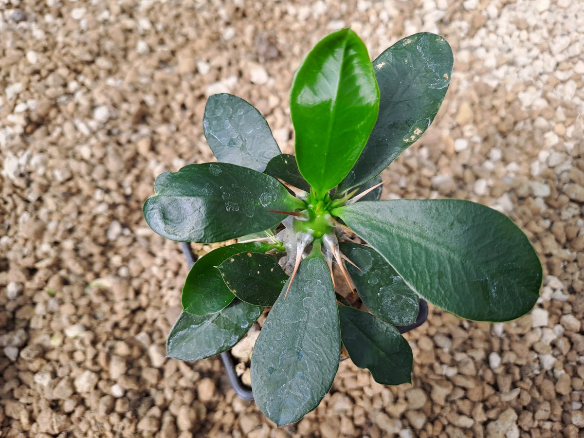 Euphorbia delphinensis | 