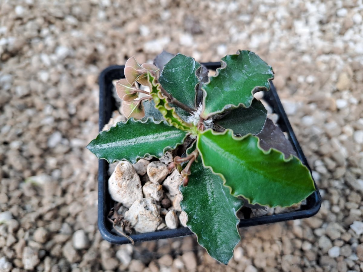 Euphorbia Ambovombensis | 