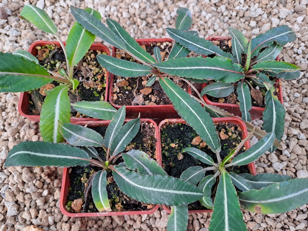 Euphorbia labatii | 