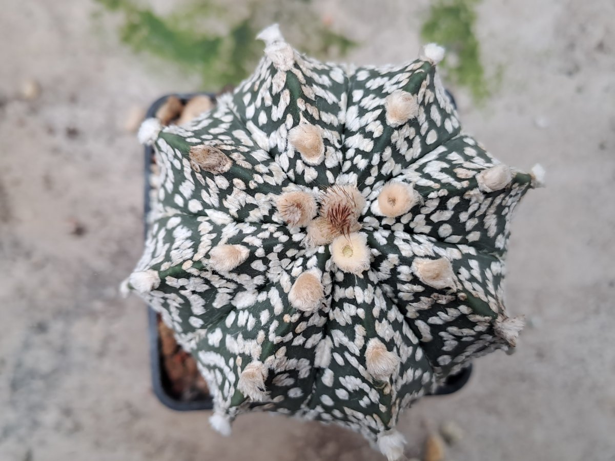 Astrophytum coahuilense x kabuto | 