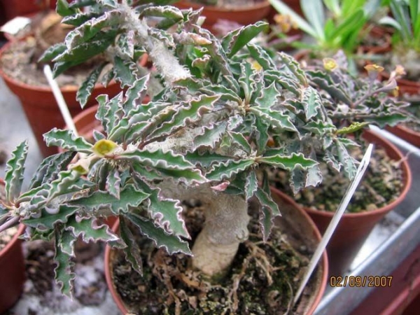 Euphorbia Cap - Saintemariensis