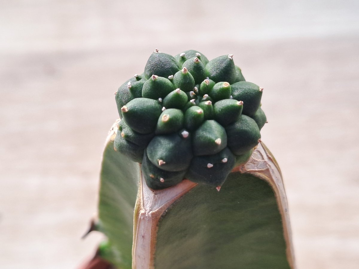 Euphorbia Gymnocalycioides | 