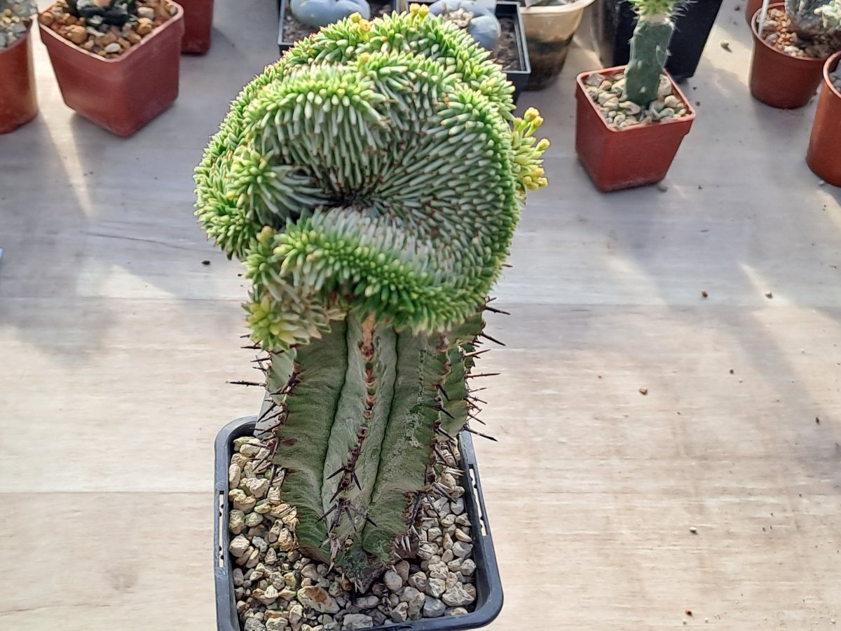 Euphorbia susannae cristata variegata big | 