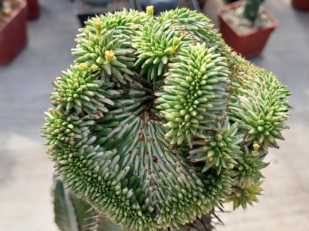 Euphorbia susannae cristata variegata big | 