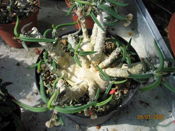 Euphorbia Cylindrifolia ssp. Tuberifera