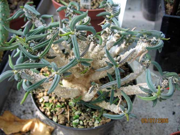 Euphorbia Cylindrifolia ssp. Tuberifera
