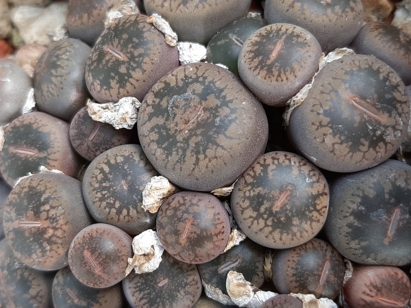 Lithops aucampiae f.lykso