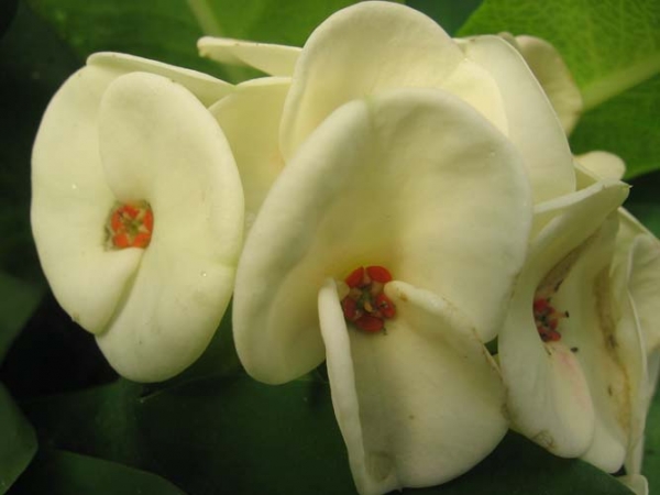Euphorbia Milli - Hybrid