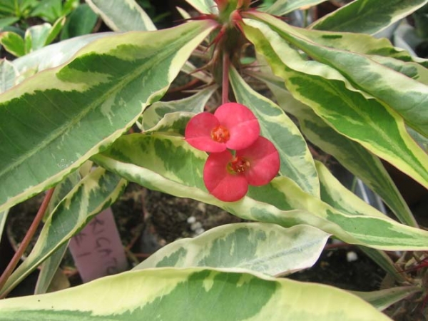 Euphorbia Milli 