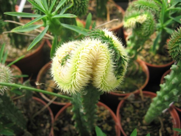 Euphorbia Suzannae 