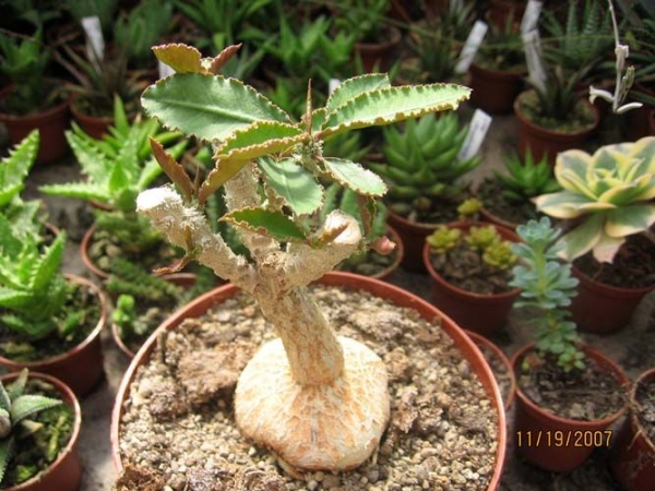 Euphorbia Suzannae Marnierae