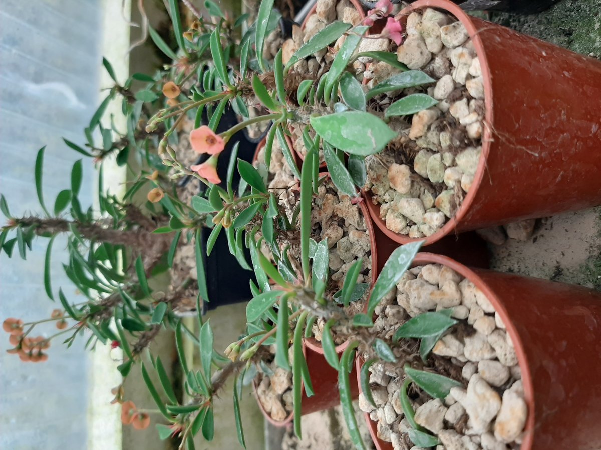 Euphorbia pedilanthoides x milli | 