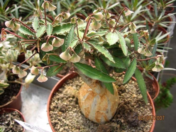 Euphorbia Suzannae Marnierae
