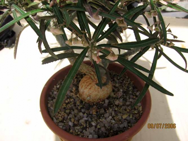 Euphorbia Waringiae