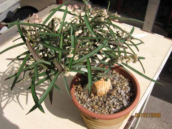 Euphorbia Waringiae