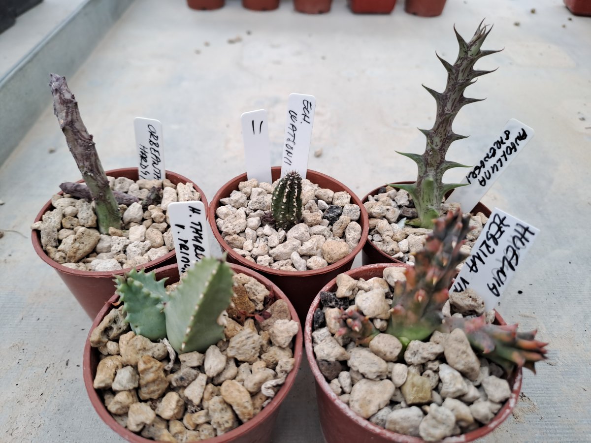 Asclepiadacea II |