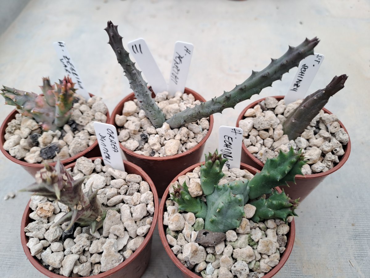 Asclepiadacea III |