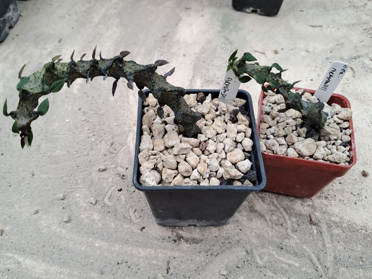 Ceropegia armandii |