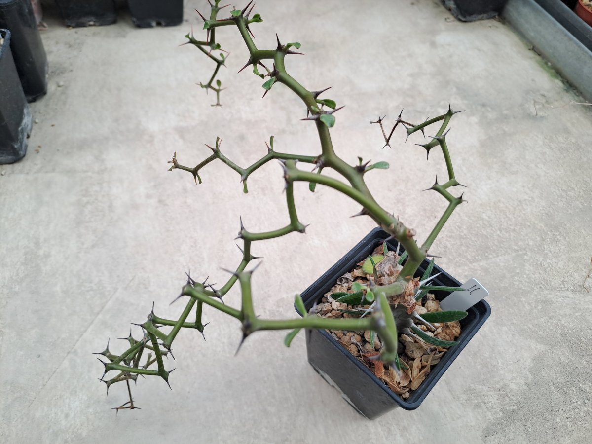 Decarya madagascariensis II |