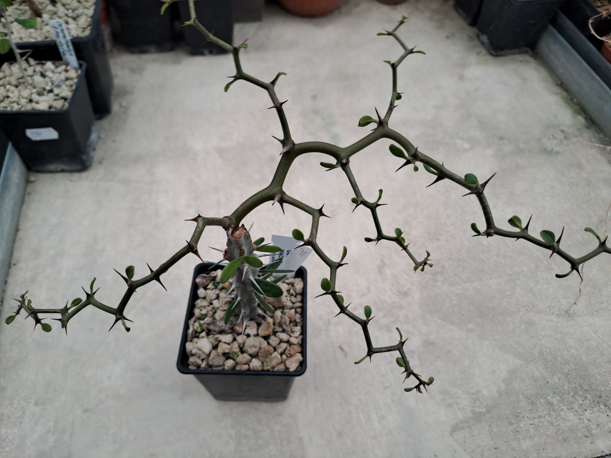 Decarya madagascariensis III |