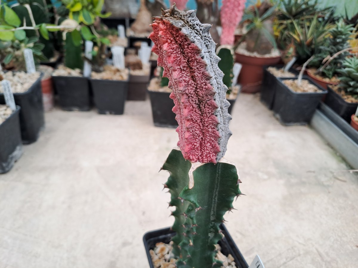 Euphorbia abdelkuri cv. Damask big II |