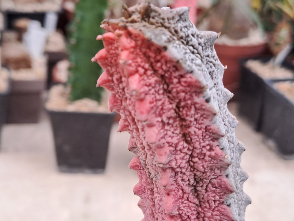 Euphorbia abdelkuri cv. Damask big II |
