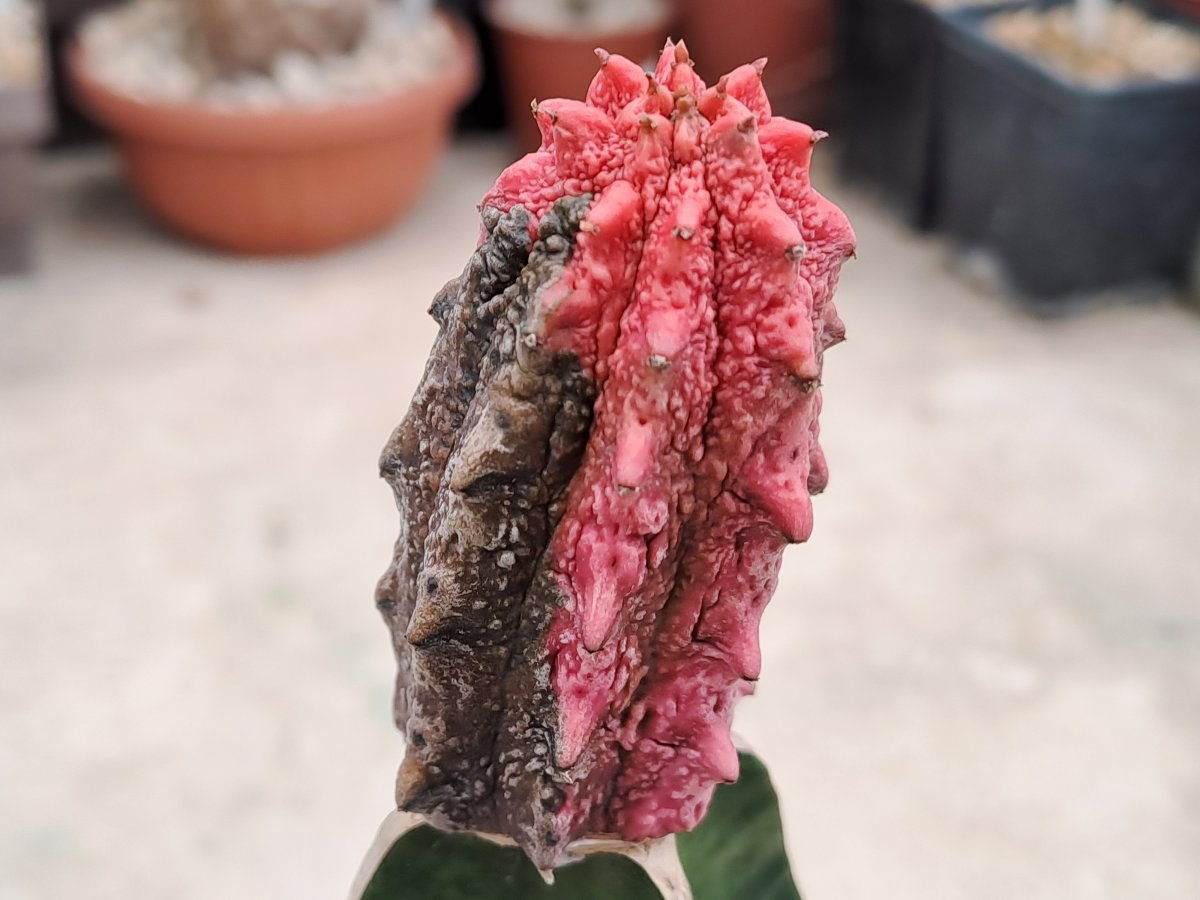 Euphorbia abdelkuri cv. Damask IV |