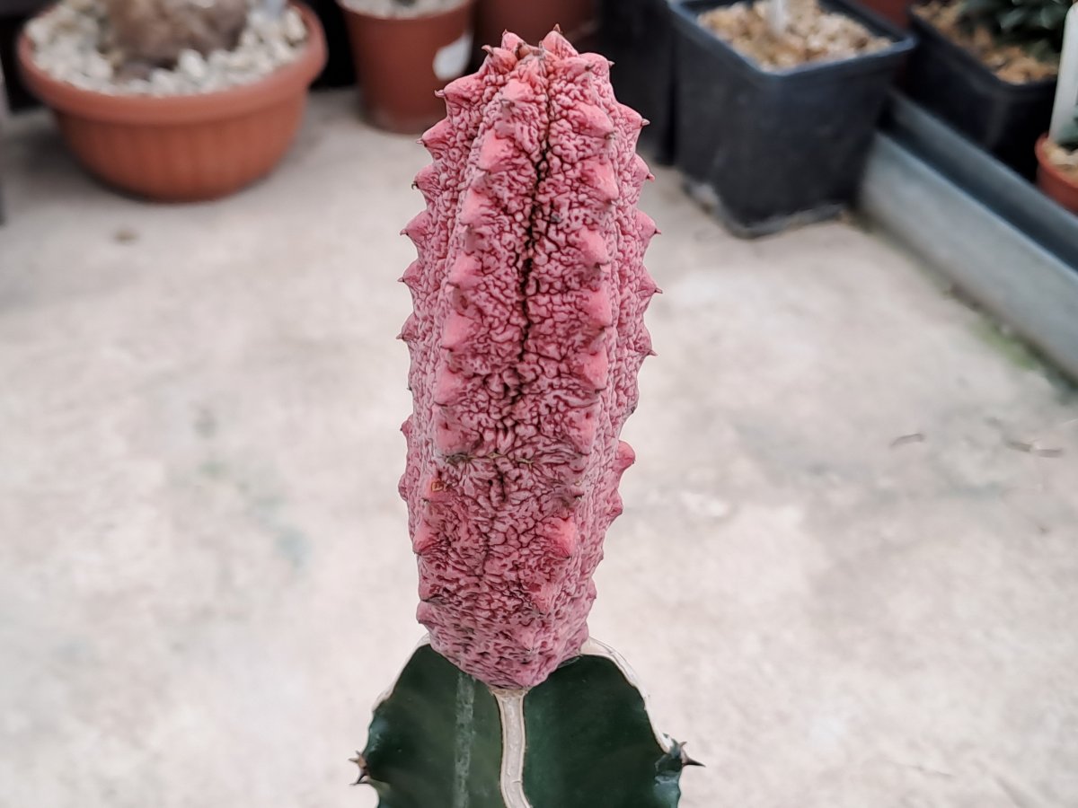 Euphorbia abdelkuri cv. Damask V |