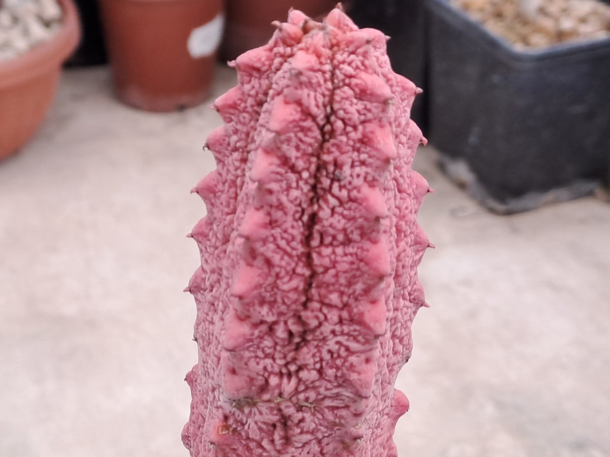 Euphorbia abdelkuri cv. Damask V |