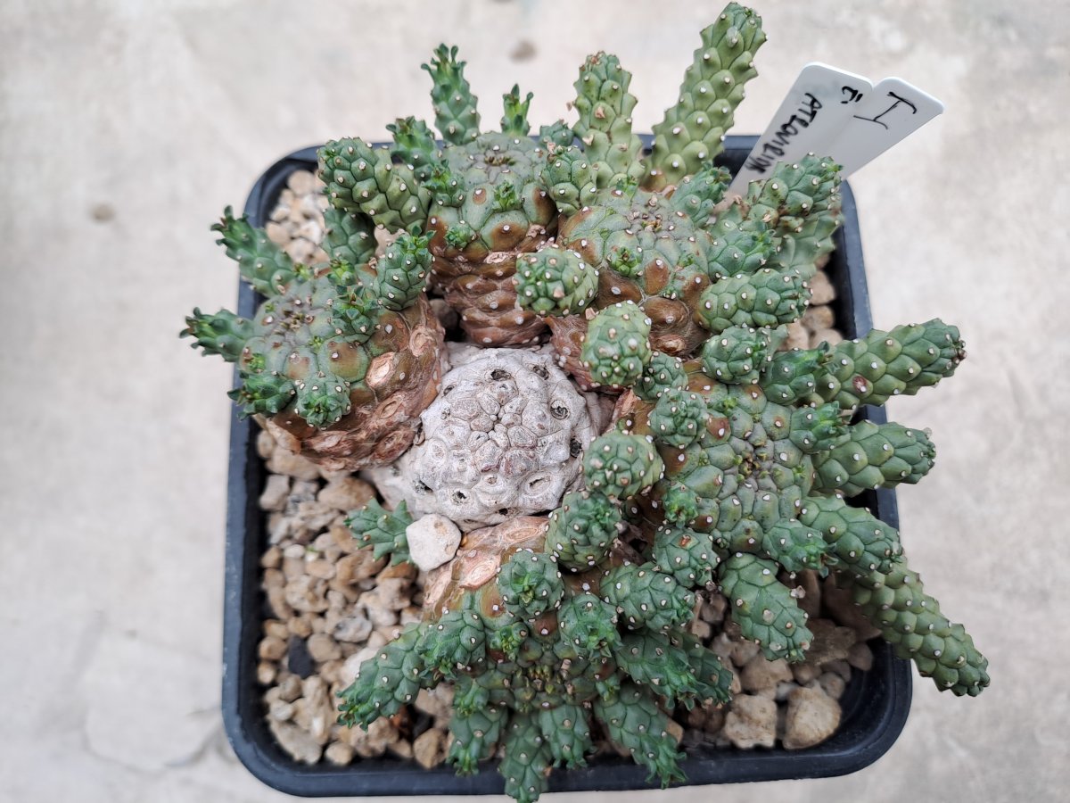Euphorbia atroviridis I |