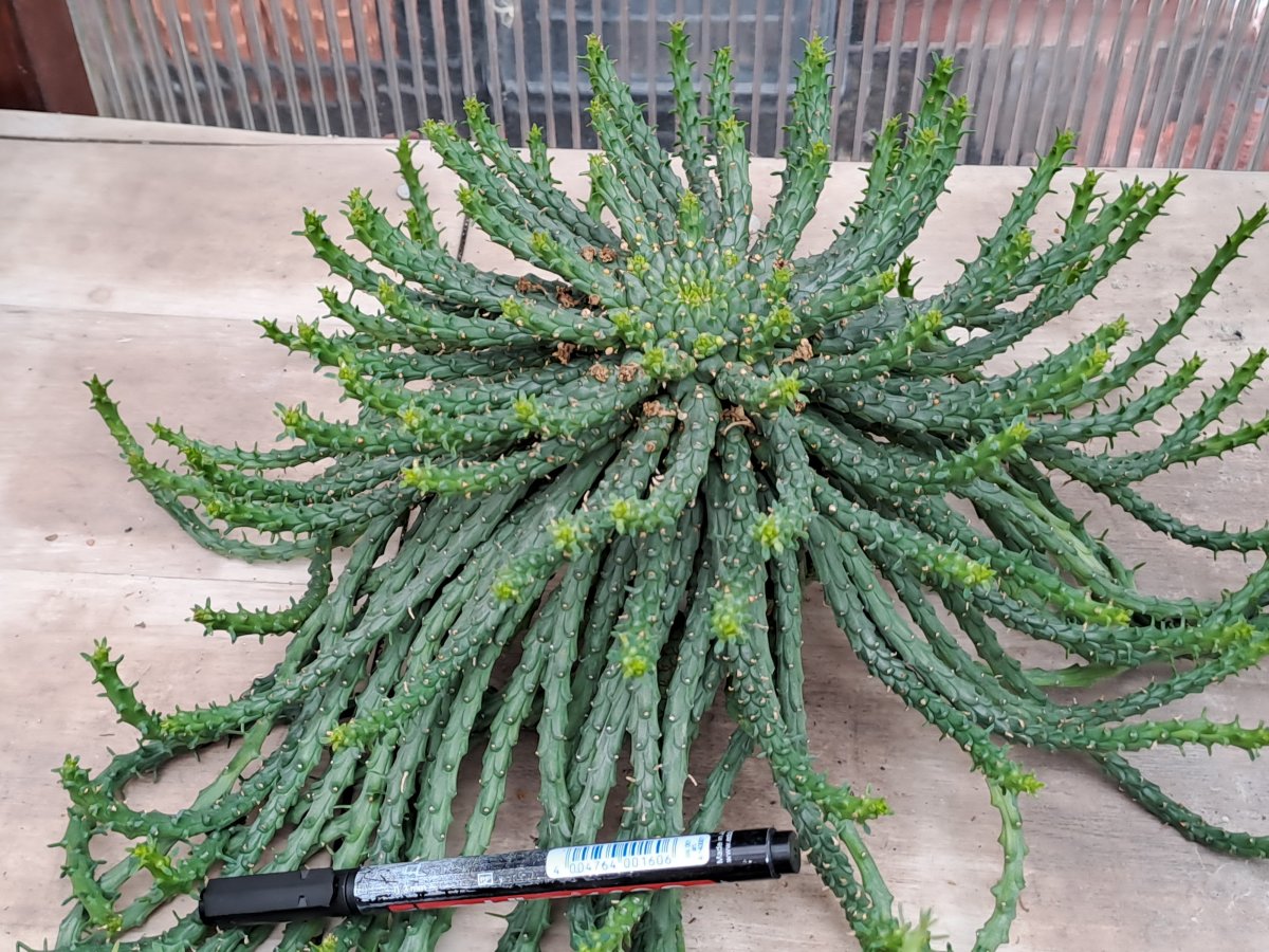 Euphorbia flanaganii |