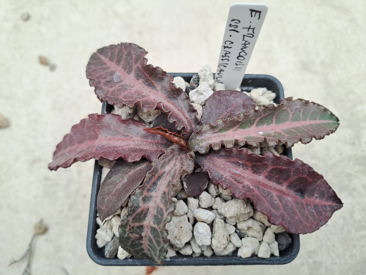 Euphorbia francoisii ssp. crassicaulis |