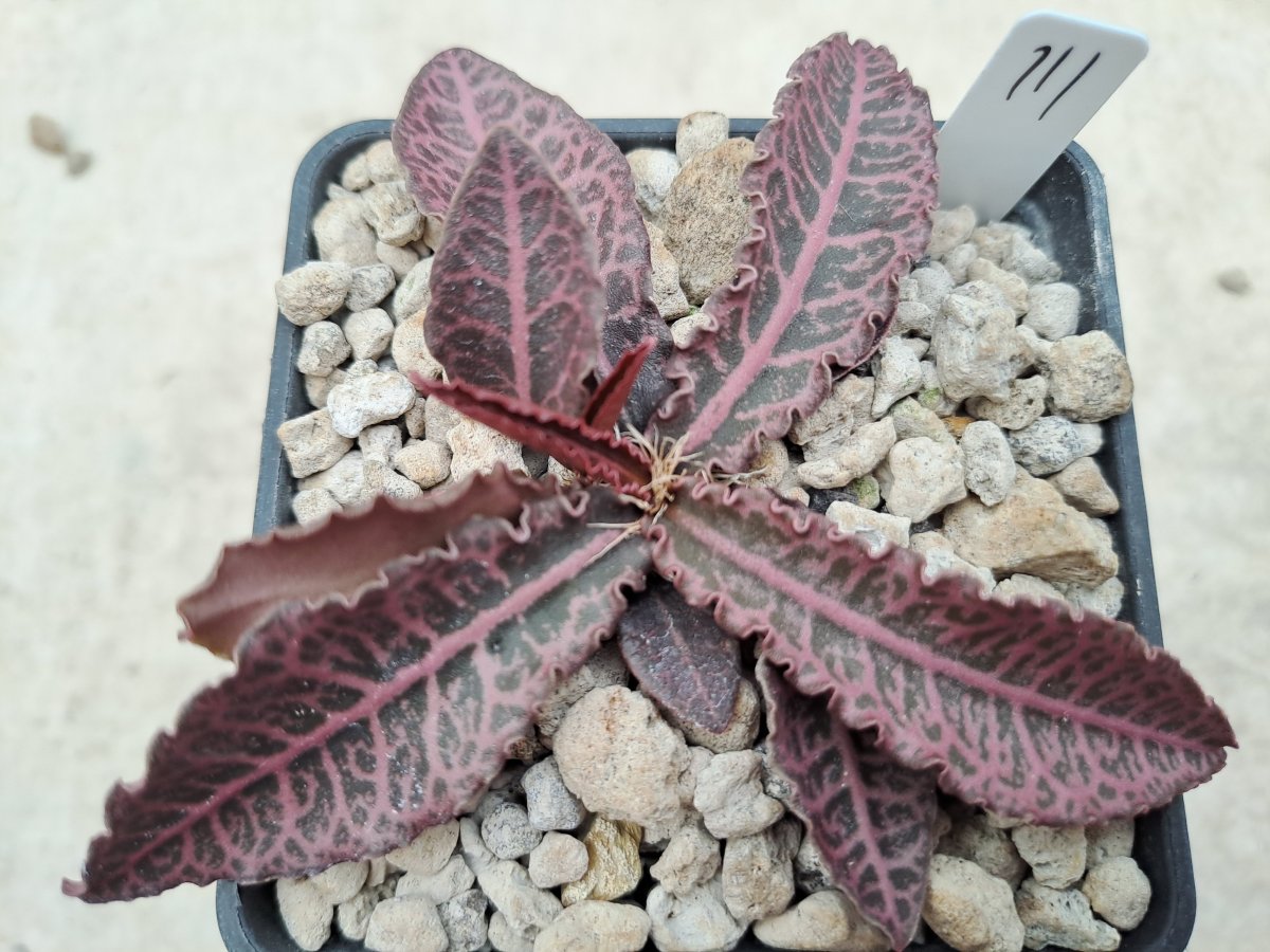 Euphorbia francoisii ssp. crassicaulis III |