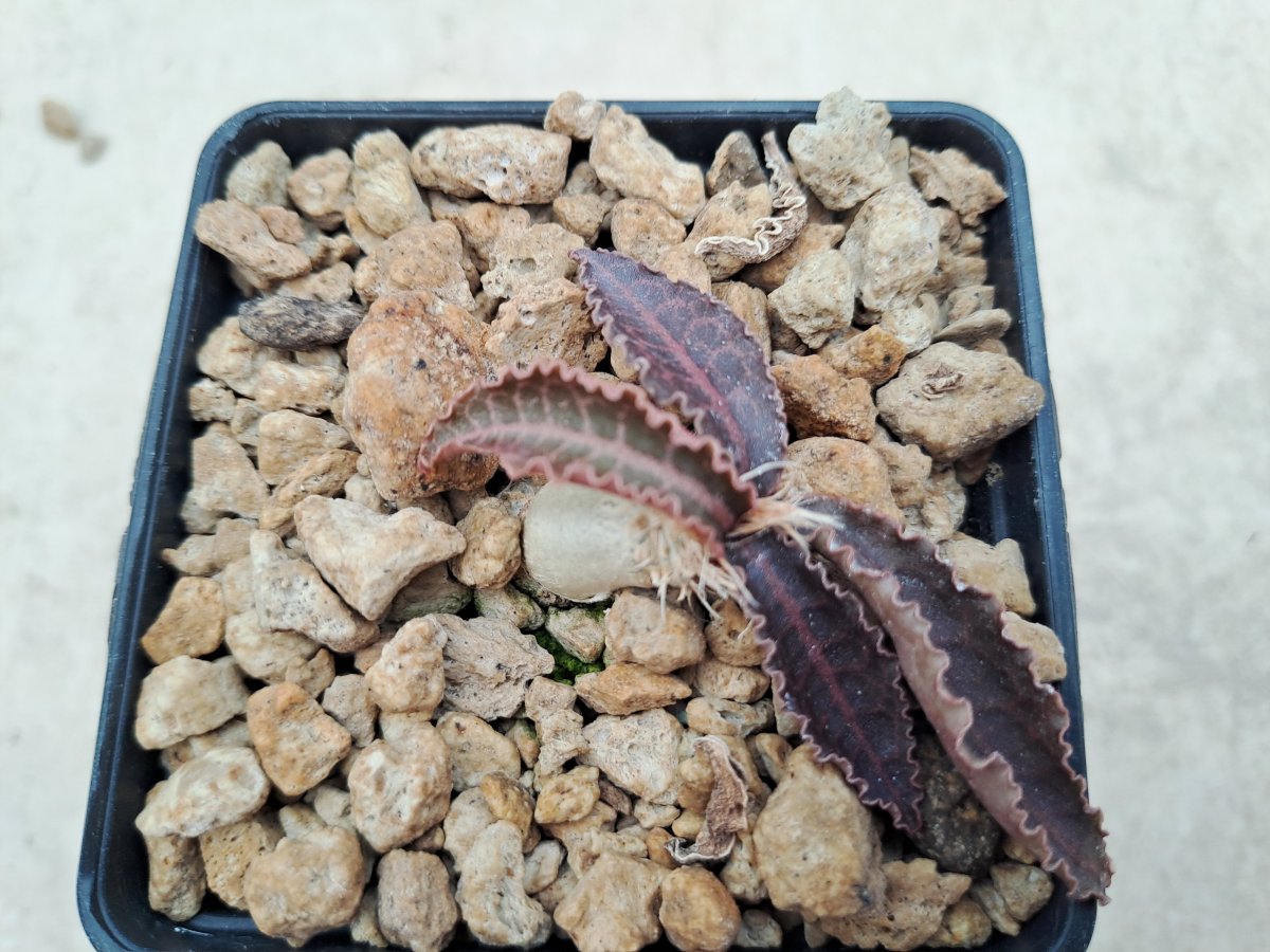 Euphorbia francoisii ssp. crassicaulis IV |