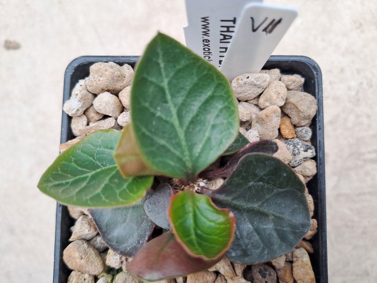 Euphorbia francoisii Thai hybrid VII |