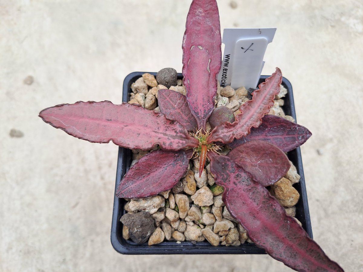 Euphorbia francoisii Thai hybrid X |