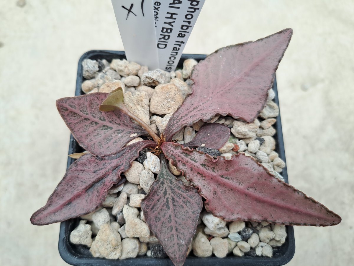 Euphorbia francoisii Thai hybrid XI |