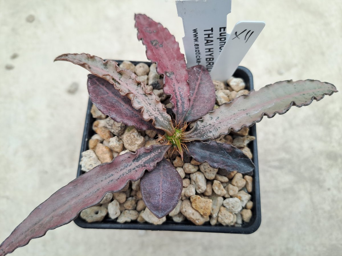 Euphorbia francoisii Thai hybrid XII |