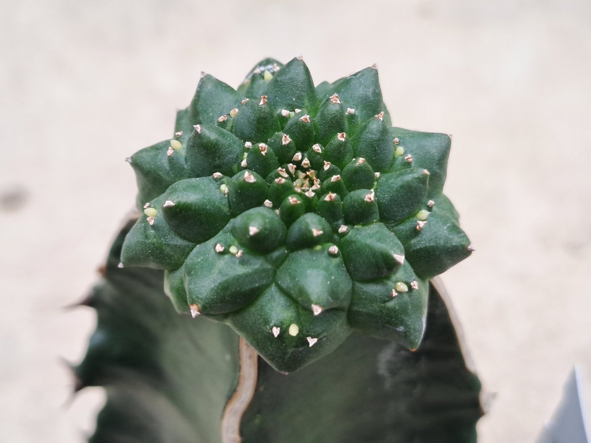 Euphorbia gymnocalycioides |