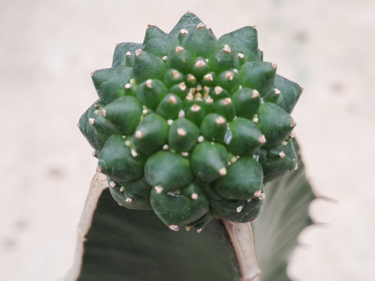 Euphorbia gymnocalycioides I |