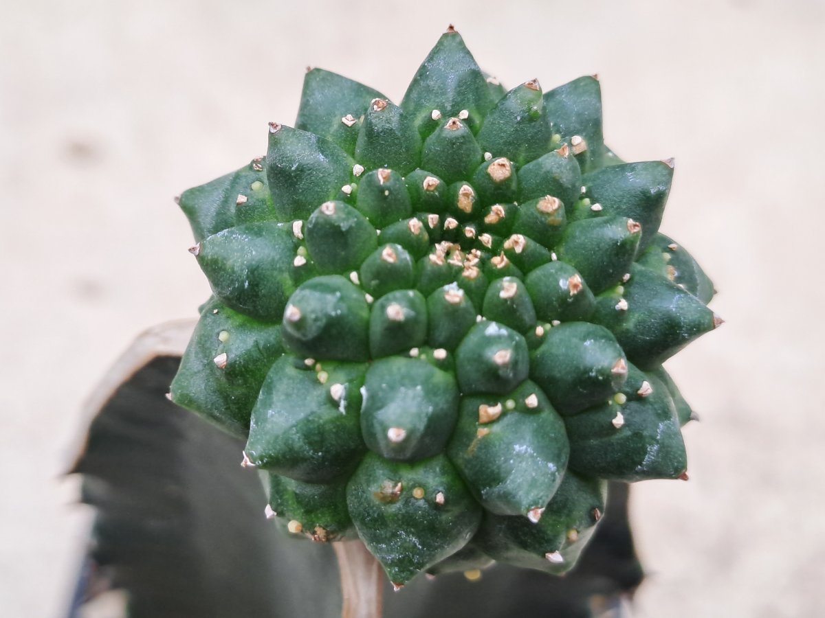 Euphorbia gymnocalycioides II |