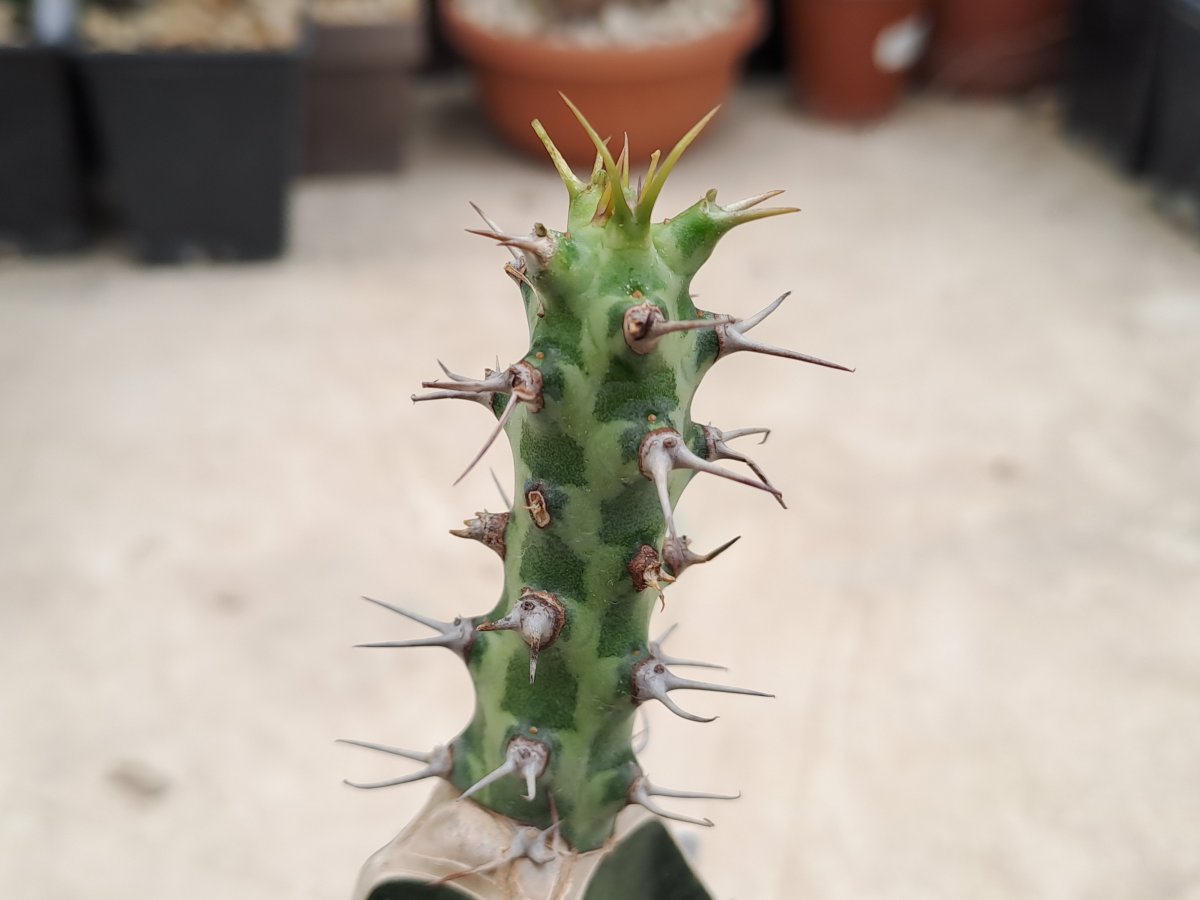 Euphorbia horwoodii I |