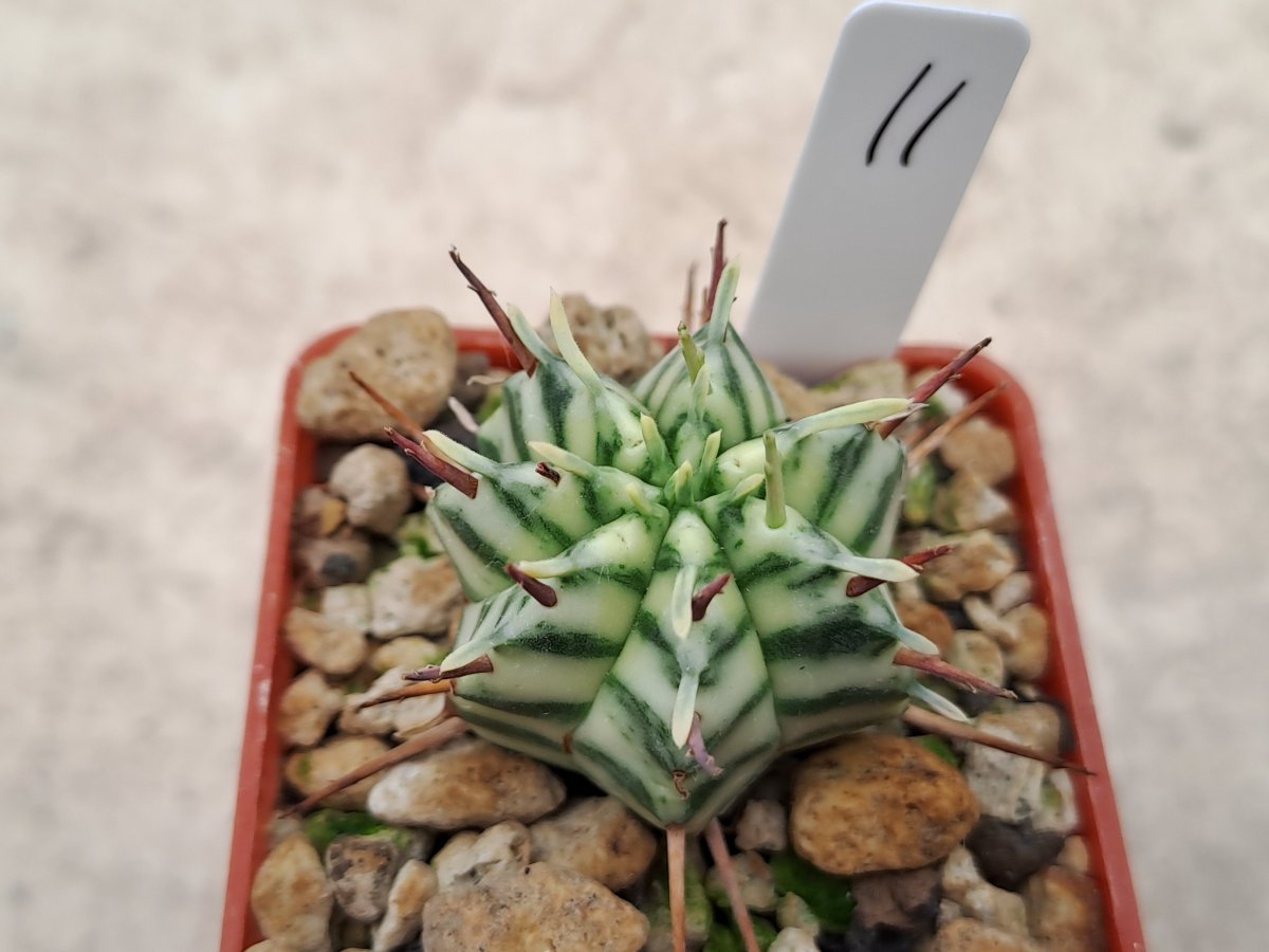 Euphorbia meloformis variegata II |