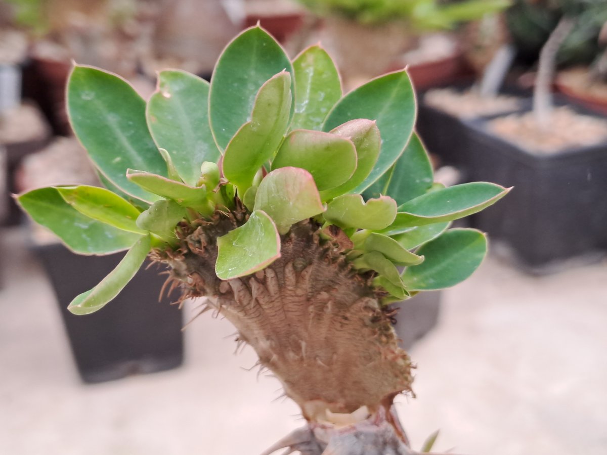 Euphorbia milli cristata I |