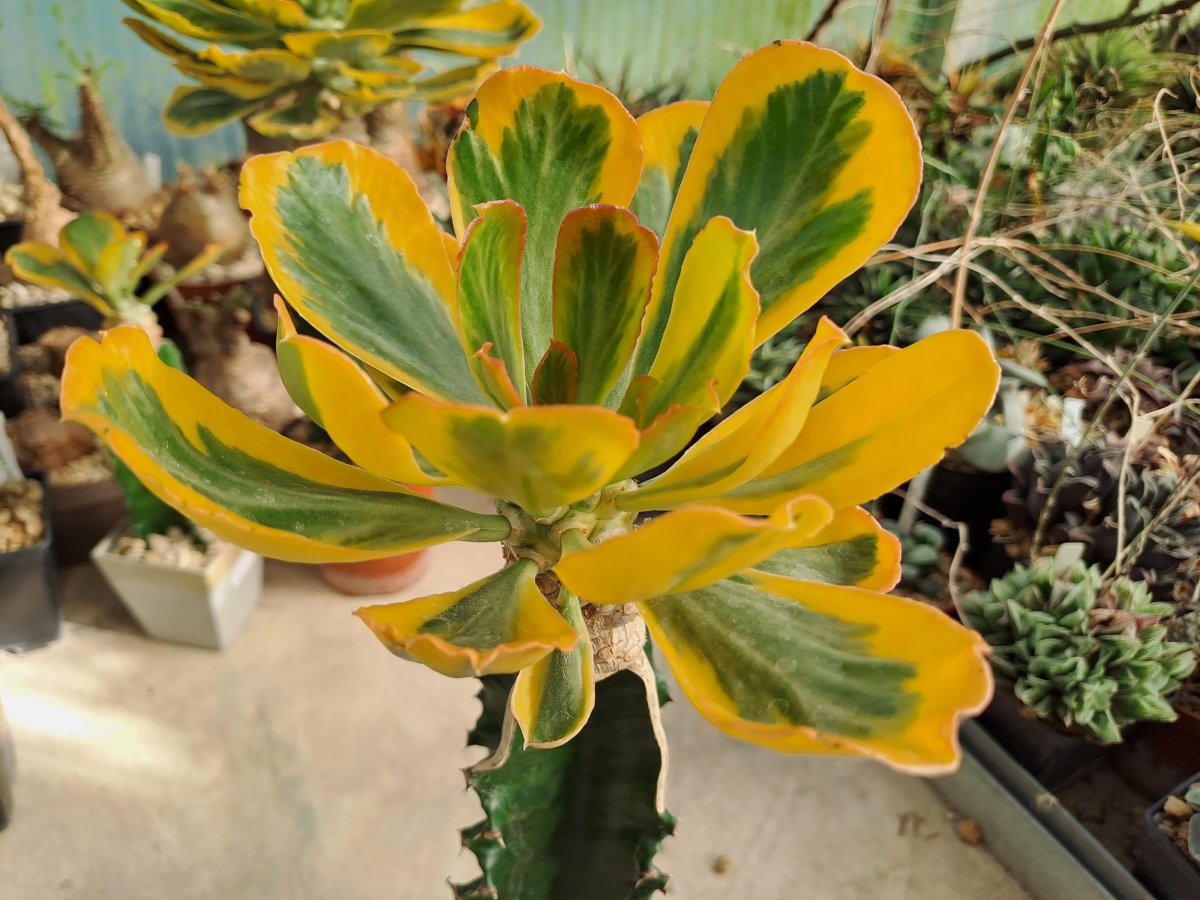 Euphorbia poissonii variegata I |