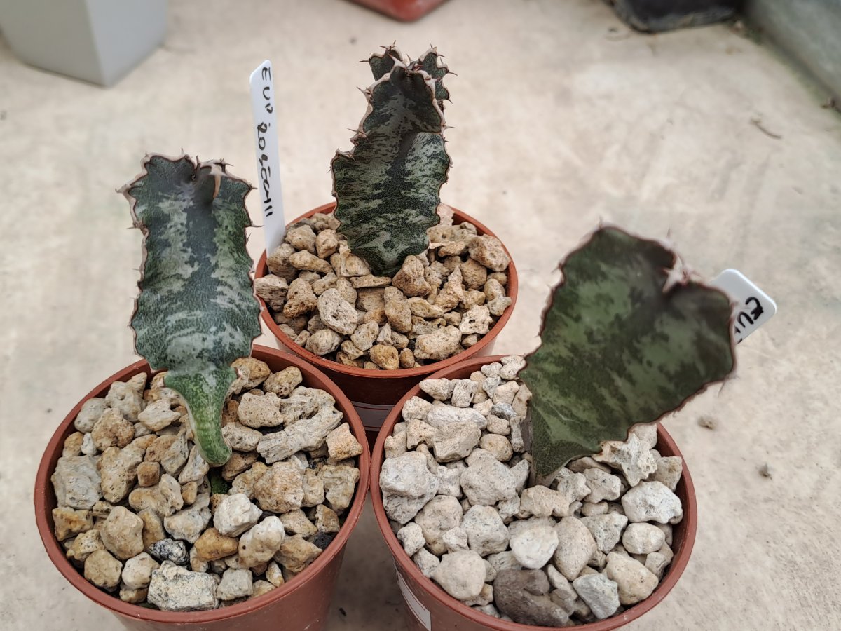 Euphorbia robecchii |