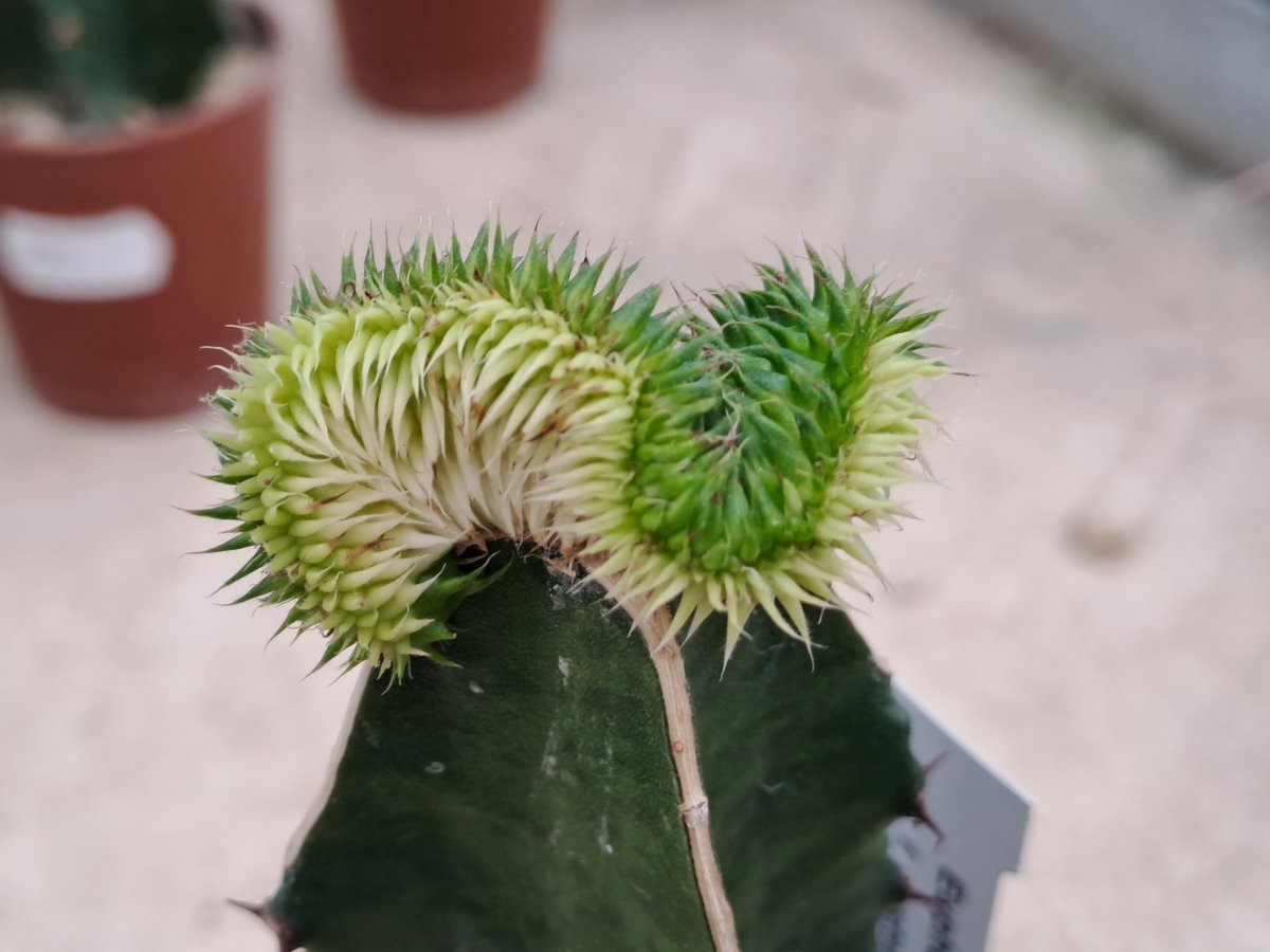 Euphorbia susannae cristata variegata I |